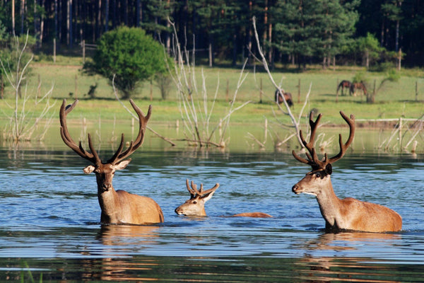 Choosing the Right Shake Awake Red Dot Optic